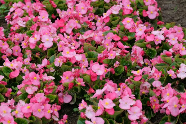 Cendriers élégants : les meilleurs choix pour toutes vos fêtes